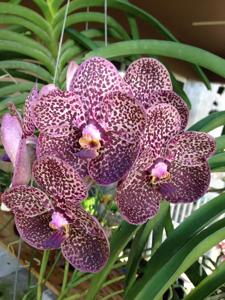 Vanda Kulwadee Fragrance