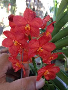 Vanda Su-Fun Beauty