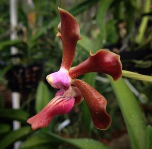 Vanda Lizzy Green