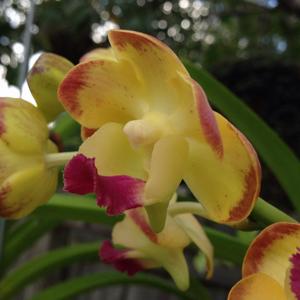 <i>Aeridovanda</i> Somsri Sunlight
