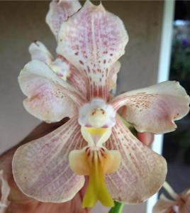 <i>Papilionanda</i> merrillii-teres