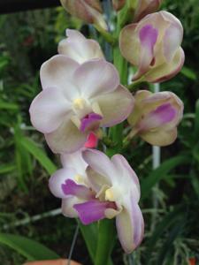 <i>Vandachostylis</i> Thailand-Pine Rivers