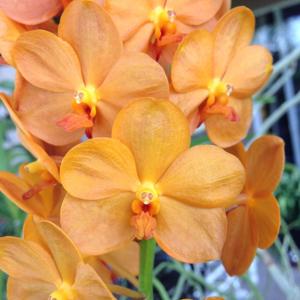 <i>Vanda</i> Suksamran Sunlight