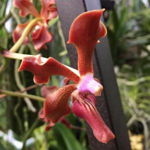 Vanda Lizzy Green