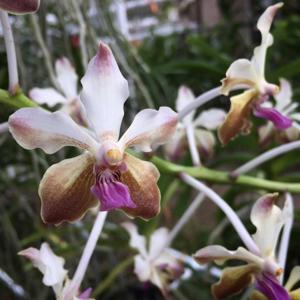 Vandachostylis Yen HKN Ng