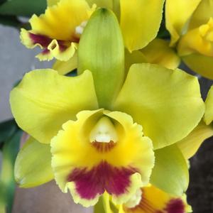 Rhyncattleanthe Lemon Drop