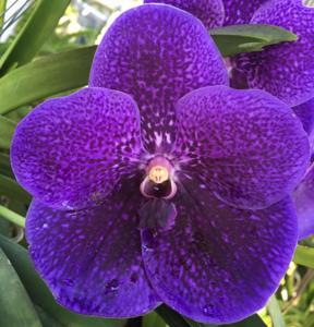 Vanda Robert's Delight