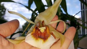<i>Coelogyne</i> Orchideengarten Sabine