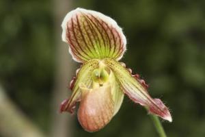 <i>Paphiopedilum</i> Lutin Vert