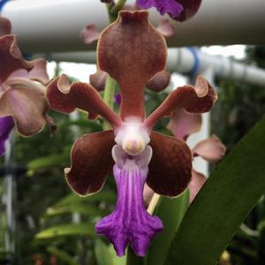 Papilionanda Paksorn Fragrance
