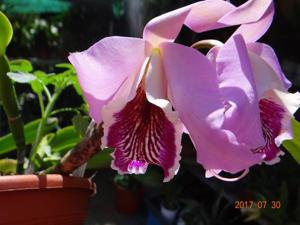 Cattleya Susiana