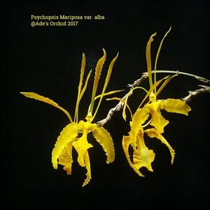 Psychopsis Mariposa