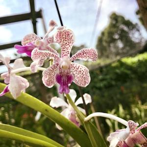<i>Vanda</i> Chris Tan-Yin Hwee