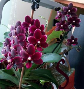 Phalaenopsis Frog Hollow Black Cherry Sundae