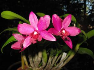 <i>Cattlianthe</i> Burgundy Delight