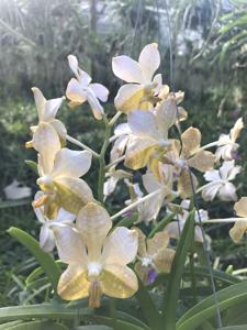 Vanda Nancy Bloomfield