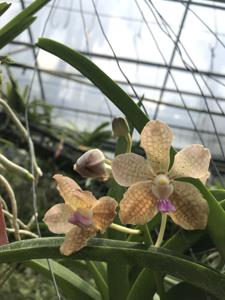 Vanda Nancy Bloomfield