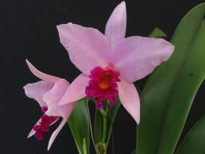 Laeliocattleya Pretty Touch