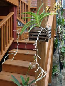 Vanda Stephen Scott Young