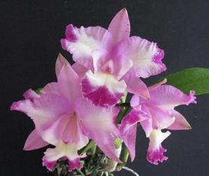 <i>Cattleya</i> Josh Joubert