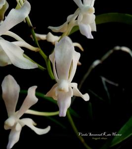 <i>Vanda</i> Savannah Kate Hector