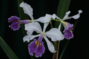 <i>Cattleya</i> Eleanora