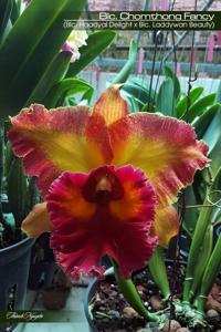 Rhyncholaeliocattleya Chomthong Fancy
