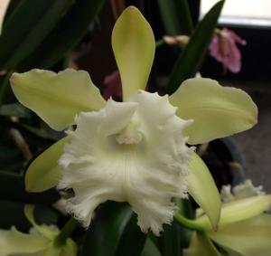 <i>Rhyncholaeliocattleya</i> Digby Lane