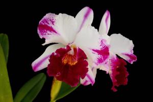 Rhyncholaeliocattleya Kuwale Gem