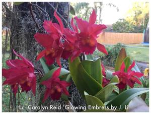 Cattlianthe Carolyn Reid