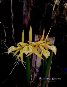 Brassocattleya Yellow Bird