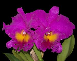Rhyncholaeliocattleya Pink Empress