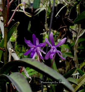 Vandachostylis Lou Sneary