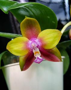 Phalaenopsis Dragon Tree Eagle