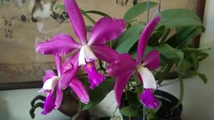 Cattleya elegans