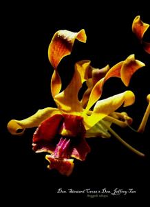 Dendrobium Steward Cross-Jeffrey Tan