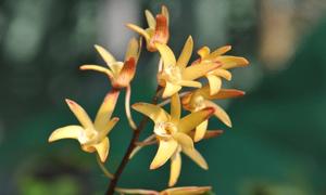 Dendrobium Australian Sheenamere