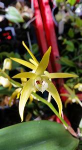 <i>Dendrobium</i> Star of Riverdene