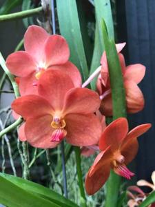 Vanda Fuchs Sunkist