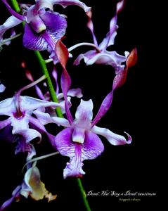 <i>Dendrobium</i> Hai Sing-taurinum