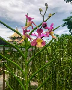 Papilionanda Colorful