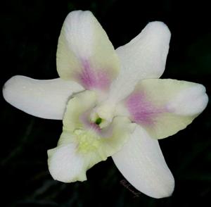 Dendrobium Karindangan