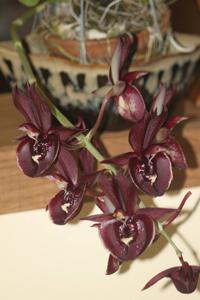 Catasetum Louise Clarke