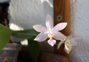 Phalaenopsis Janine
