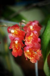 Leomesezia Lava Burst