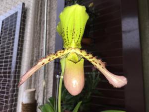 <i>Paphiopedilum</i> tigrinum-Pinocchio