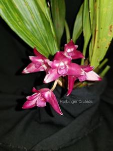 Bifrenaria Trish Rohrl