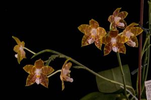 Phalaenopsis Ambonosa