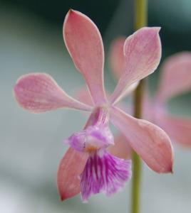 Encyclia Dave's Delectable Deliration