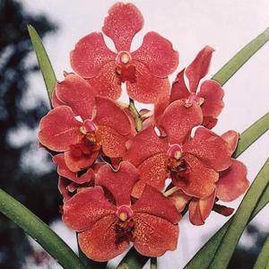 <i>Papilionanda</i> Zin Ni